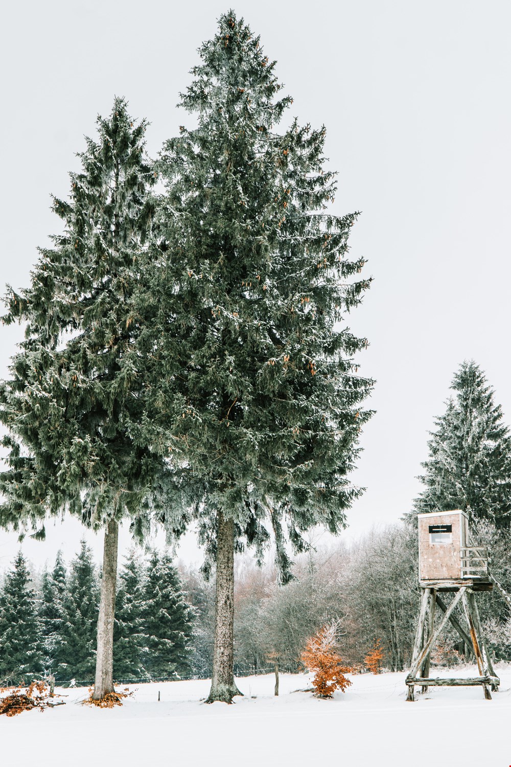 Duurzame kerstbomen: wat een goed idee! Duurzame kerstbomen: wat een goed idee!